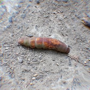 Meet your Posher, Dan